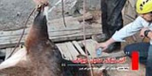 آتش‌نشانان حامی حیوانات / نجات گاو در آناخاتون و گربه در خیابان ارتش